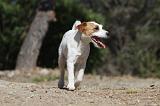 PARSON RUSSEL TERRIER 026